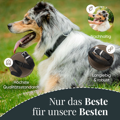 Minimo Hundehalsband Schwarz