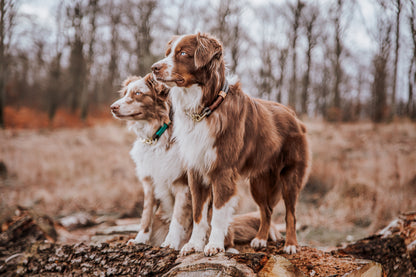 Monaco Hundehalsband Grau "NEU"