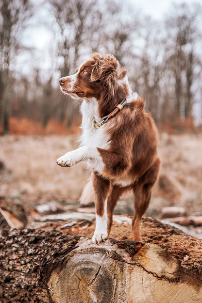 Monaco Hundehalsband Grau "NEU"