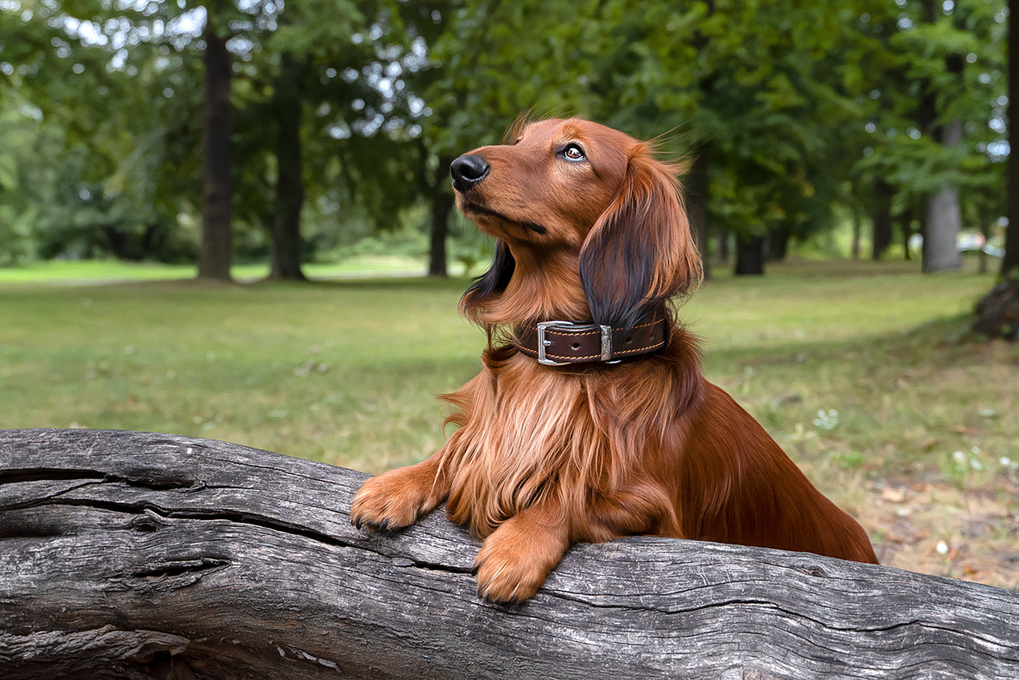 Minimo Hundehalsband Braun