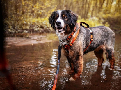 Bruno Hundegeschirr Orange