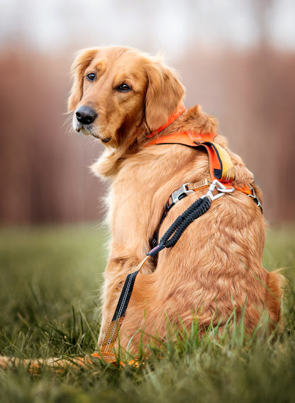 Bruno Hundegeschirr Orange