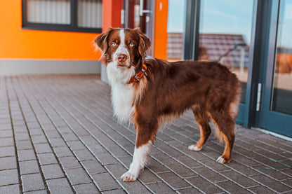 Charly Hundehalsband Rot